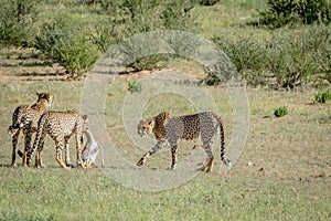 Three Cheetahs on a Springbok kill.