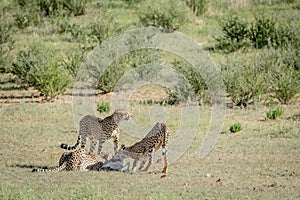 Three Cheetahs on a Springbok kill.