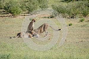 Three Cheetahs on a Springbok kill.