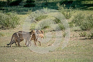Three Cheetahs on a Springbok kill.