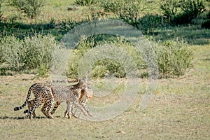 Three Cheetahs on a Springbok kill.
