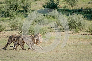 Three Cheetahs on a Springbok kill.