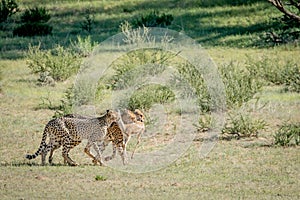 Three Cheetahs on a Springbok kill.