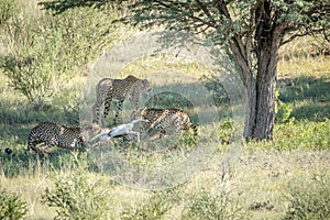 Three Cheetahs on a Springbok kill.