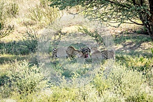 Three Cheetahs on a Springbok kill.