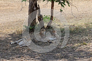 Three cheetahs under a tree