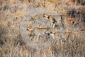 Three Cheetahs walking