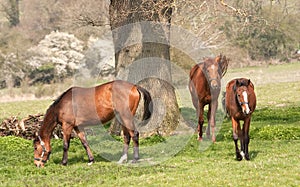 Three chestnut mares beside oak tree