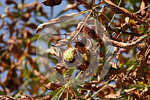 Three chestnuts on a horse chestnut tree