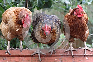 Three chickens