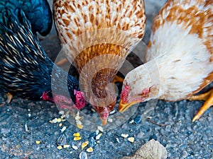 Three chickens eating corn on pavement