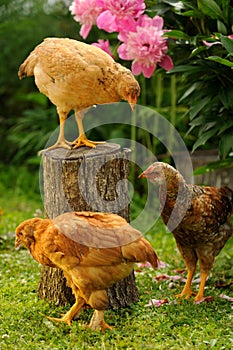 Three Chickens in the Garden