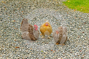 Three Chickens on Gravel