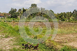 Three chickens walking in the foreground of a field in Abiensemal, Indonesia. Palm trees in the background