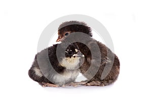 Three chickens on white background