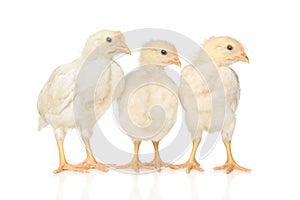 Three chickens on a white background