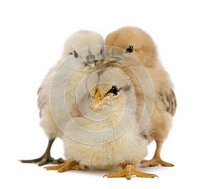 Three chicks