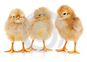 Three chicks.