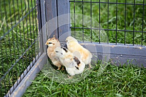 Three chicks breaking out off the cage