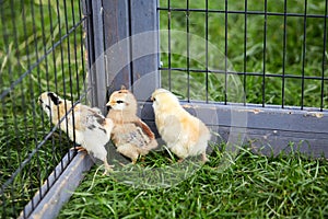 Three chicks breaking out off the cage