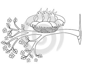 Three chicks are sitting in a cozy nest on a flowering branch - vector linear picture for coloring. Outline. Small newly hatched b