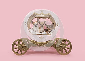 Three chihuahua dogs in a wooden coach on a pink background