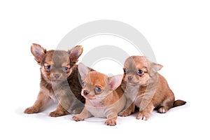 Three chihuahua puppies two weeks old