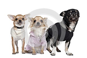 Three Chihuahuas, 1 and 3 years old