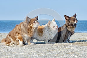 Three Chihuahuas