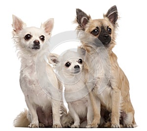 Three Chihuahuas, 5 years old and 8 months old