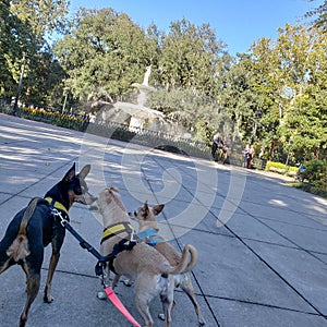 Three chihuahuas at Forsyth Park in Savannah Georgia