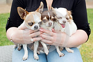 Three chihuahuas`s sitting on a lap with a woman arms around them