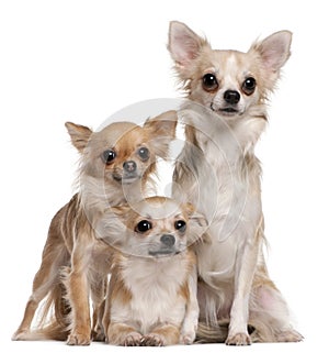 Three Chihuahuas sitting photo