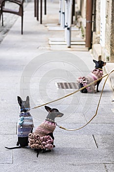 Three chihuahuas wait for their owner.