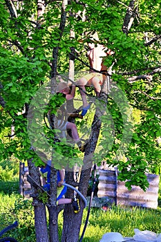 Three child playing on tree on sunny summer day