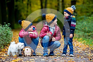 Three children, boys, siblings playing in park  on sunny autumn day