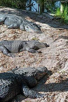 Three chilling gators sunbathing