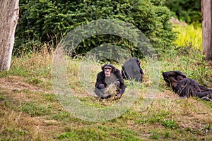 Three chimpanzees on the green meadow