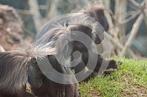 Three chimps Fota Wildlife Park Cork Ireland