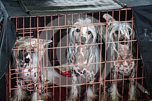 Three Chinese Crested dogs dogs trapped in their bench during th