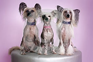 Three Chinese Crested Dogs