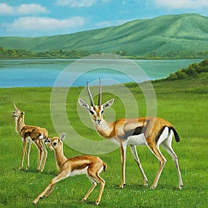 Three Chinkara gazelles in a grassy field with a lake in the background