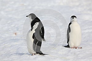 Three Chinstrap penguins in Antarctica