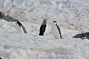 Three Chinstrap penguins in Antarctica