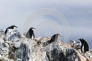 Three Chinstrap Penguins and a Gentoo Penguin
