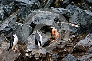 Three Chinstrap Penguins, one muddy and two clean, hopping down the penguin highway on a rockslide, Half Moon Island, Antarctica