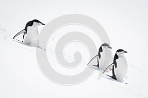 Three chinstrap penguins sliding down snowy slope