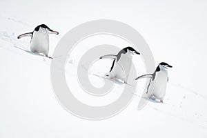 Three chinstrap penguins surf down snowy slope
