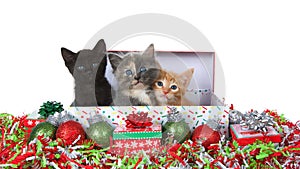 Three christmas kittens in a box isolated