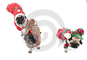 Three Christmas Pugs